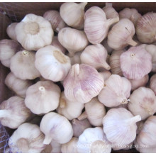 Fresh Normal White Garlic with Bag Packing